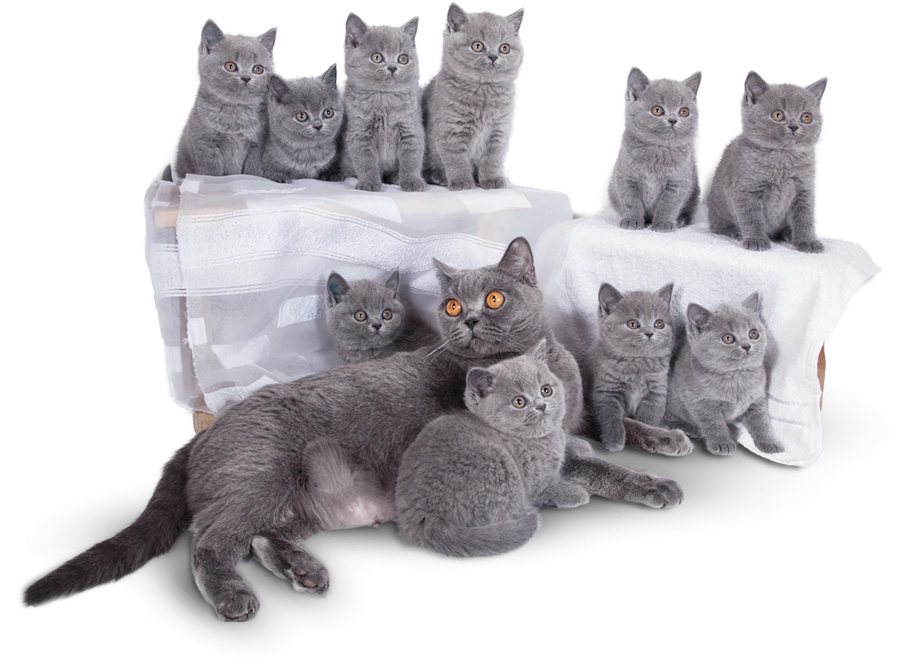 10 kittens