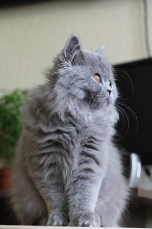 британская длинношерстная кошка