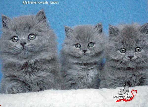 британские длинношерстные котята