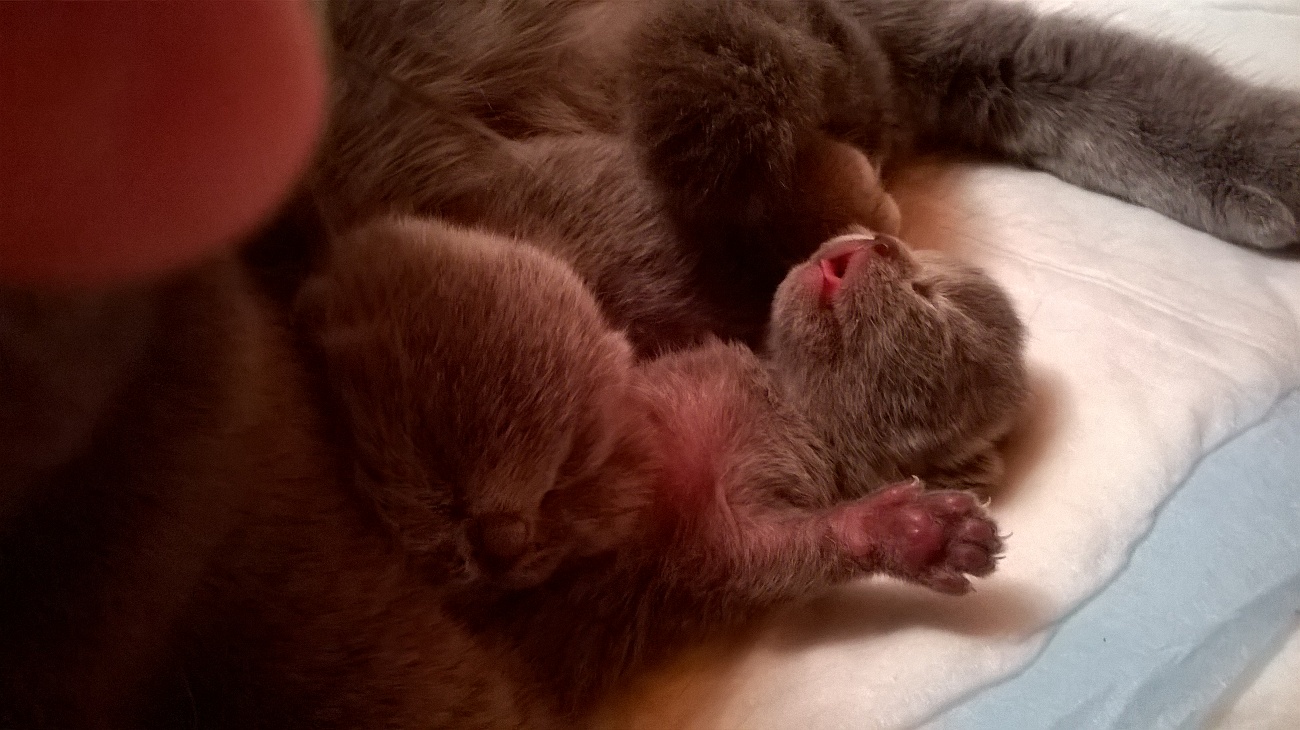 новорожденные котята