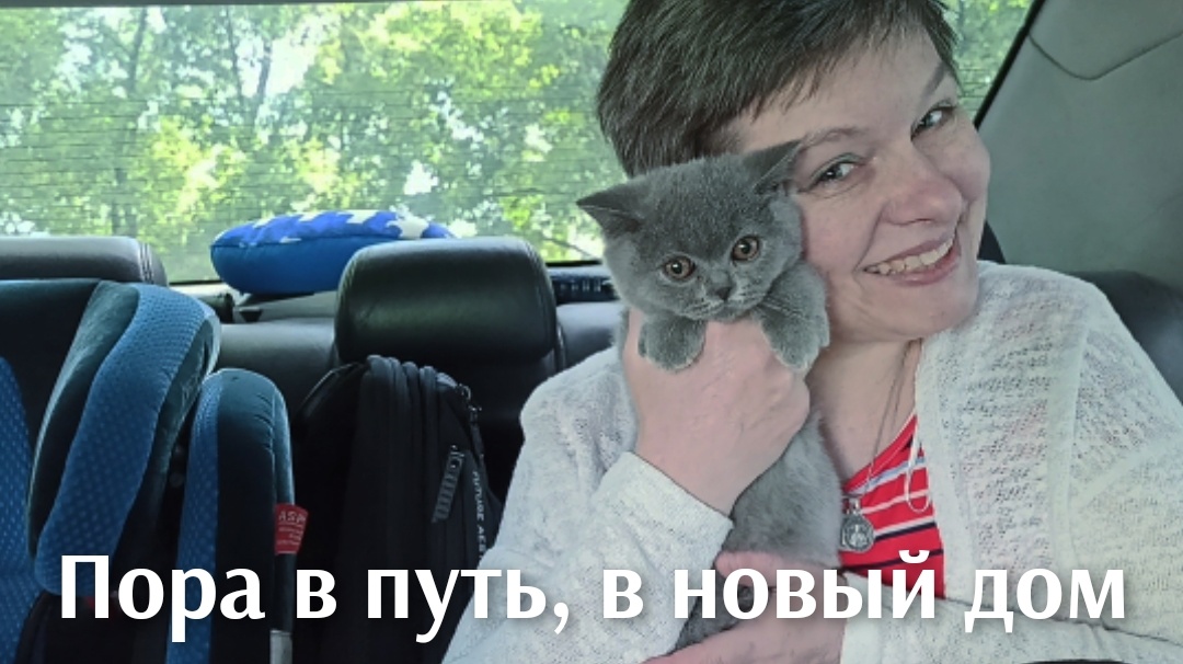 путешествие с кошкой в автомобиле