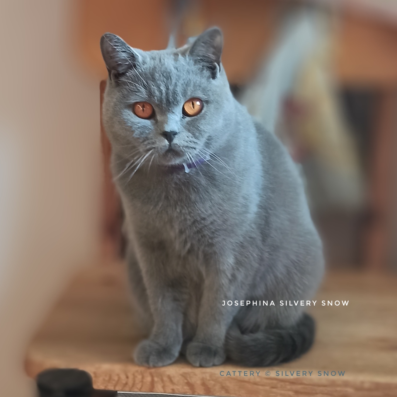 голубая британская кошка Penelopa Silvery Snow