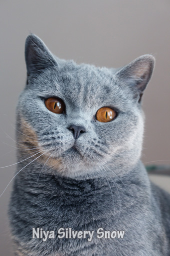 голубая британская кошка Niya Silvery Snow