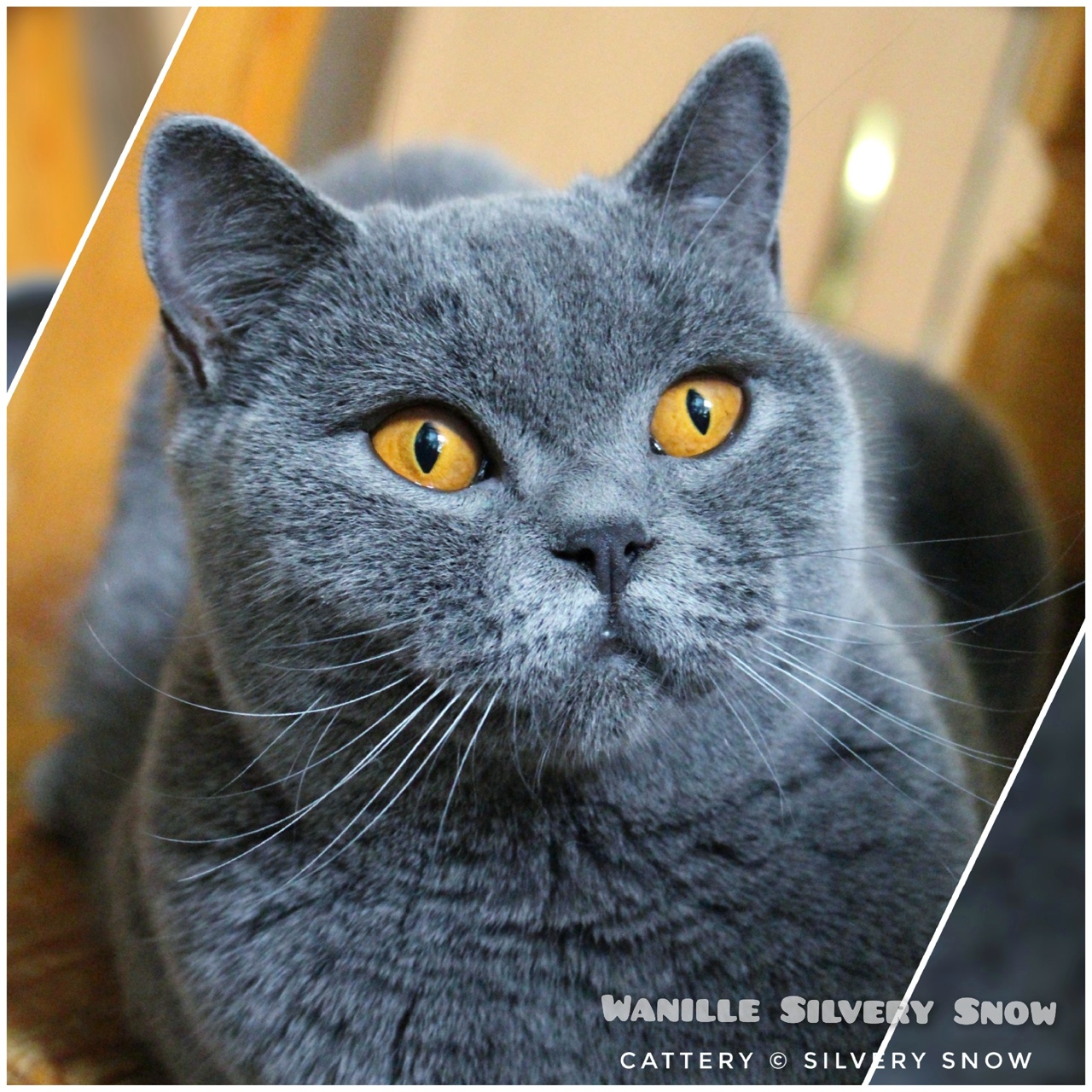 голубая британская кошка Wanille Silvery Snow