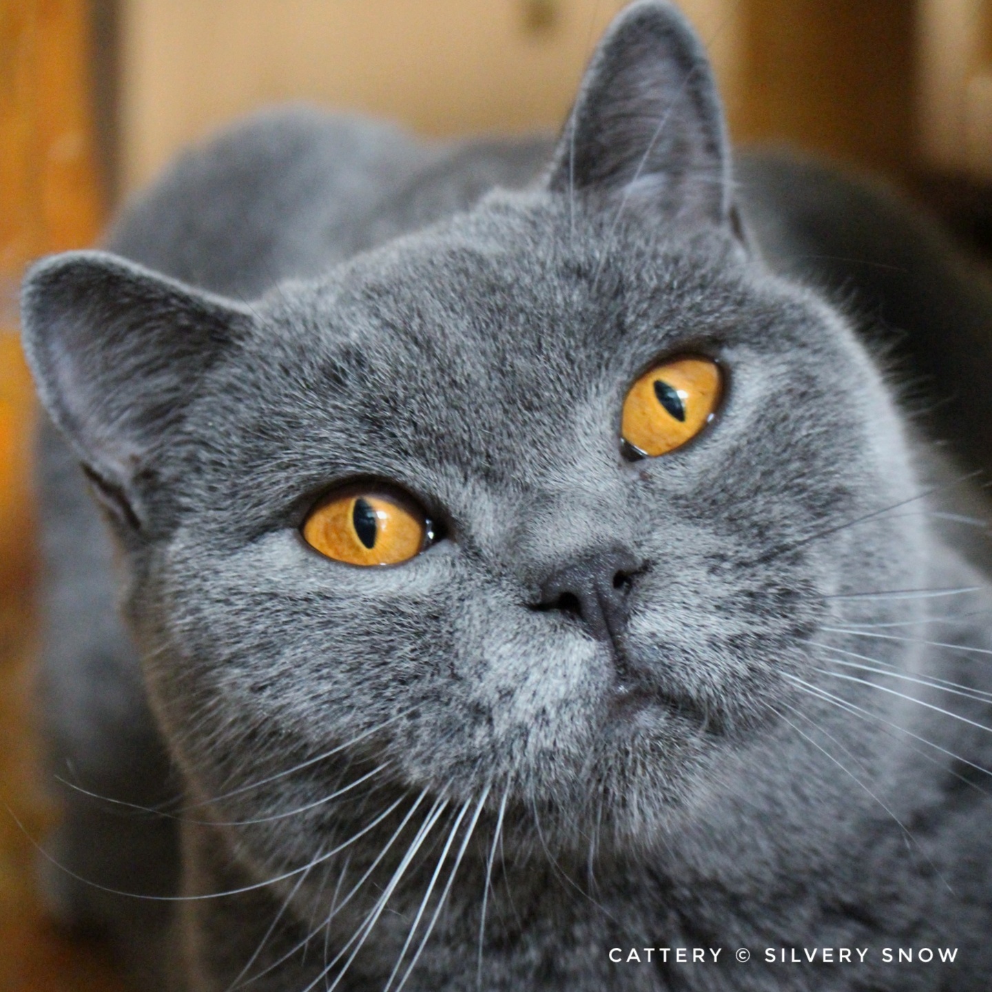 голубая британская кошка Wanille Silvery Snow