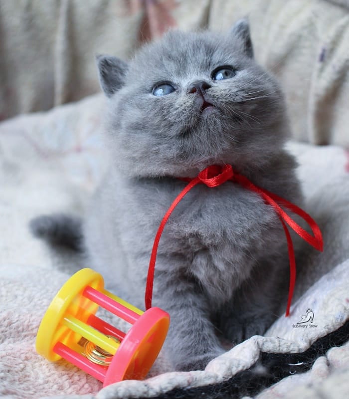 голубой британский котик optimus