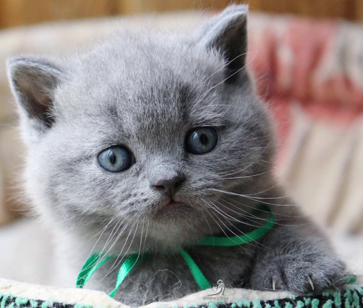 голубой британский котик oscar