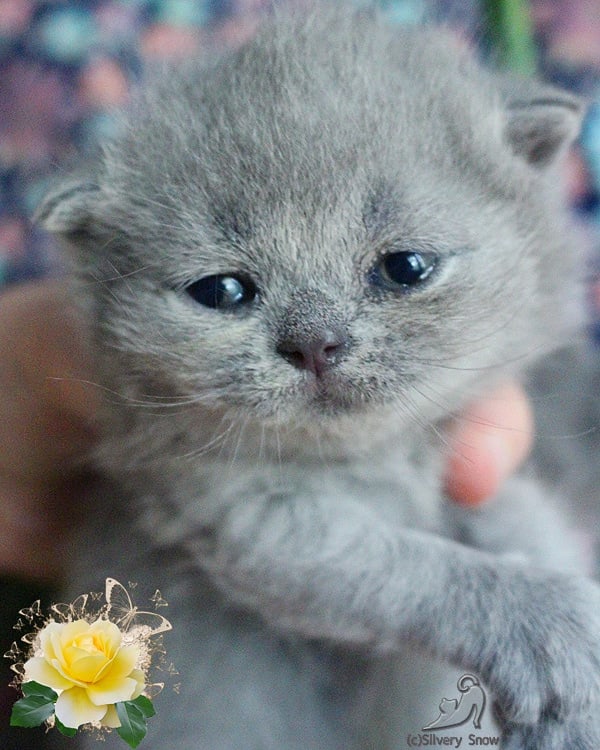 голубая британская кошечка Quilly