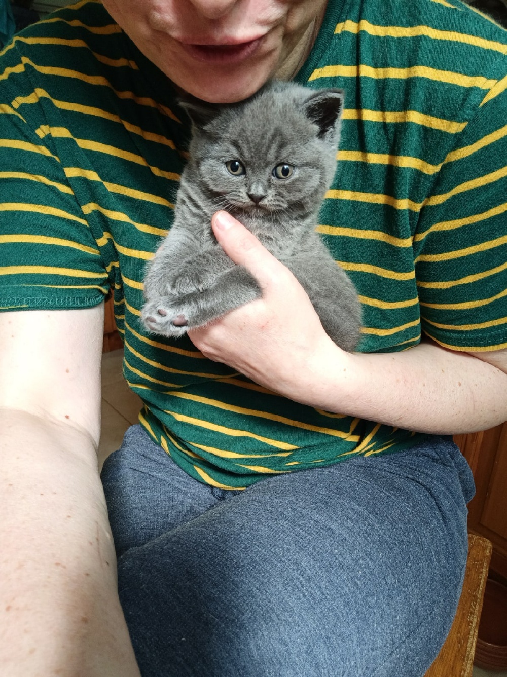 голубой британский котик Richard