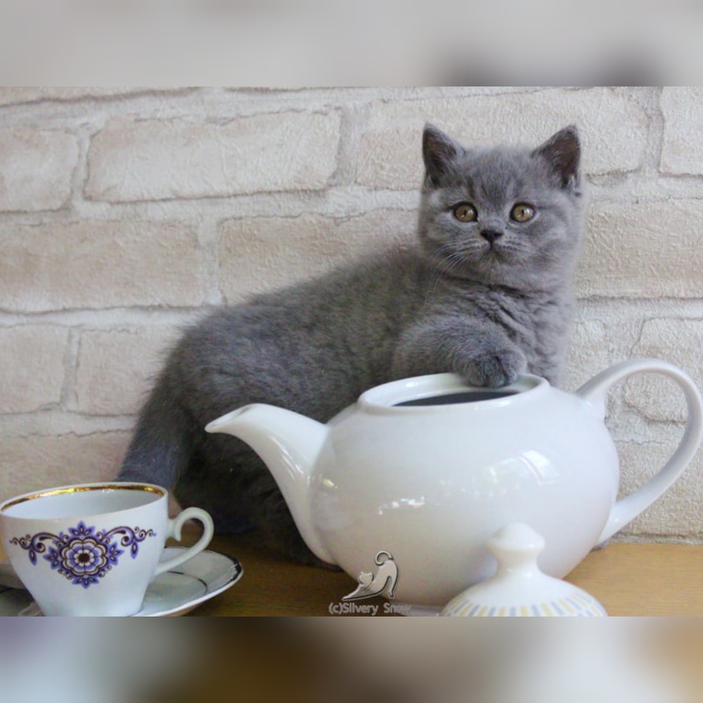голубая британская кошечка rosie