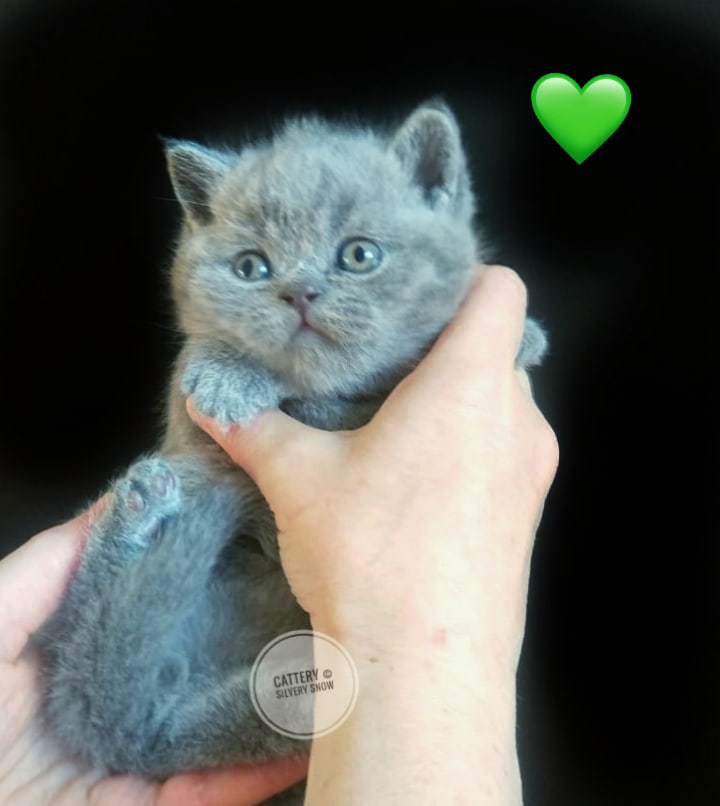 голубой британский котик 