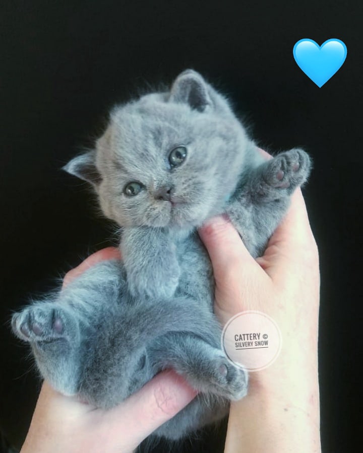 голубой британский котик oscar
