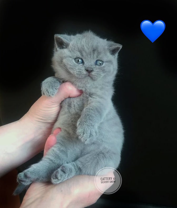 голубой британский котик Spartacus