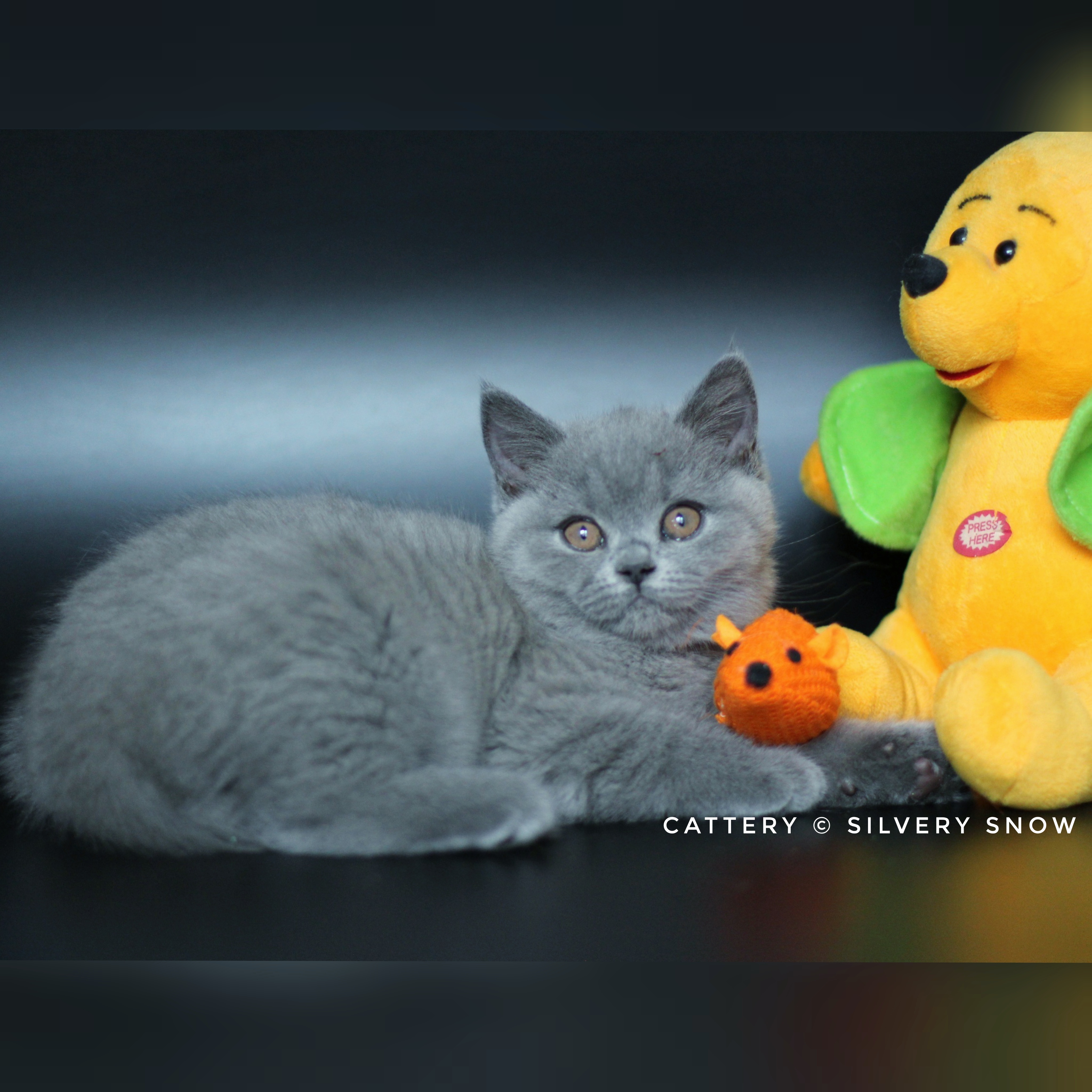 голубая британская кошечка jamie