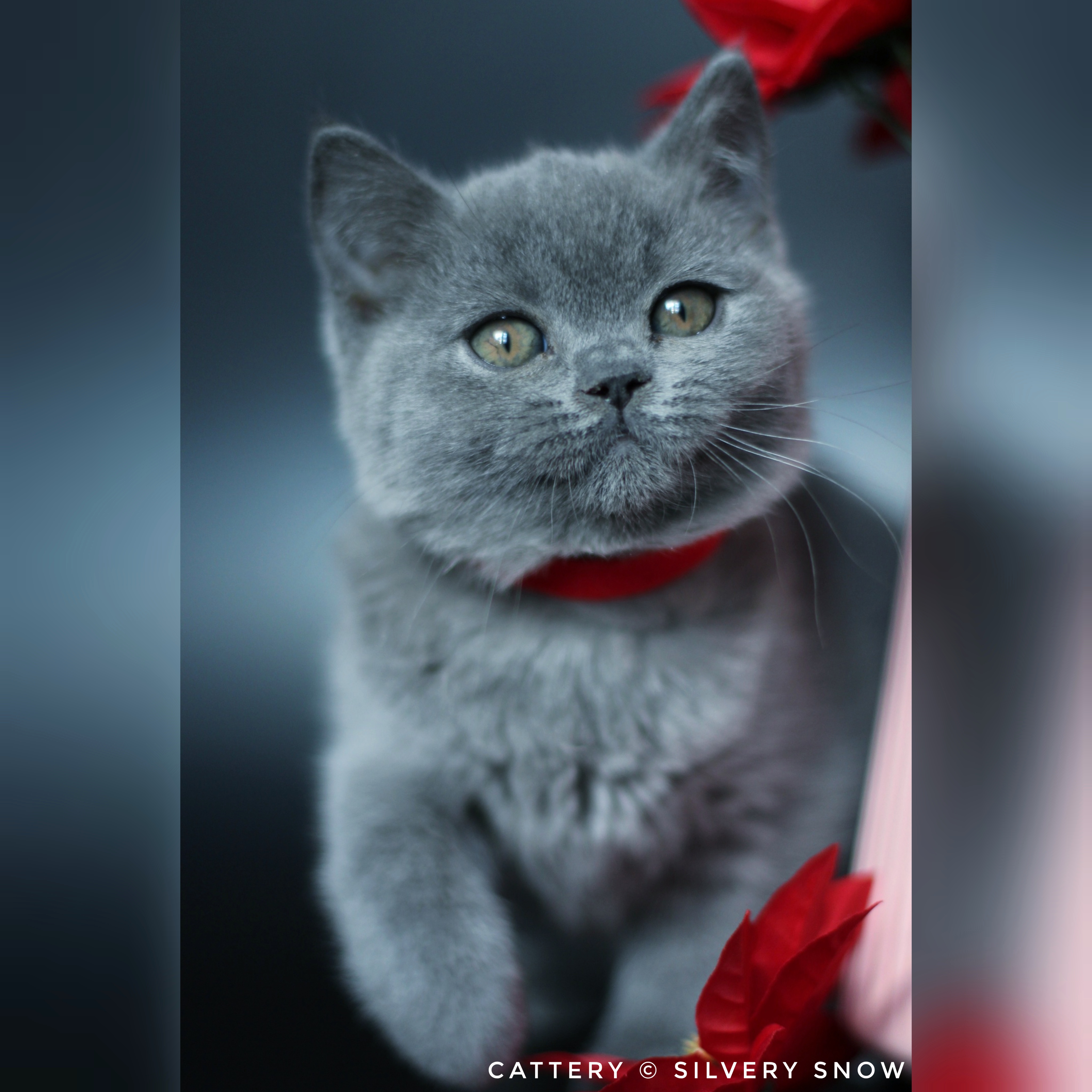 голубая британская кошечка julia