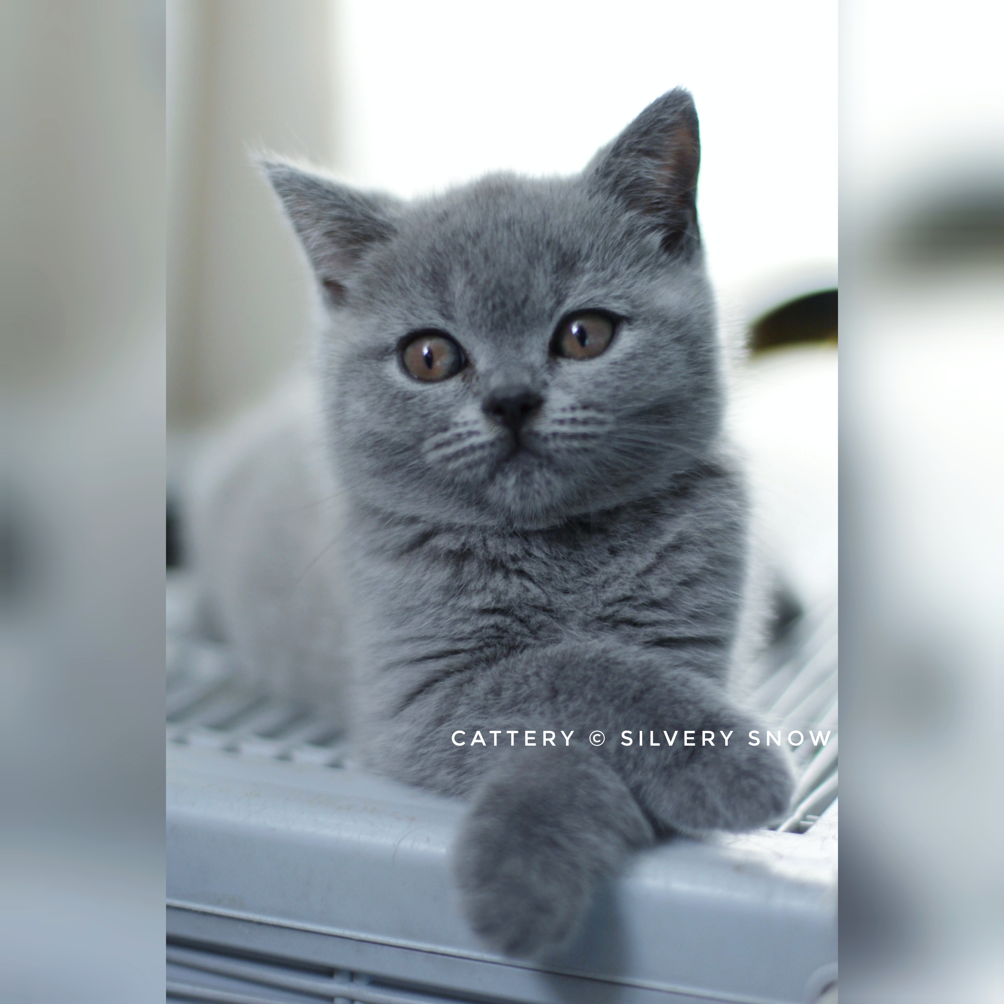 голубая британская кошечка Mikaela