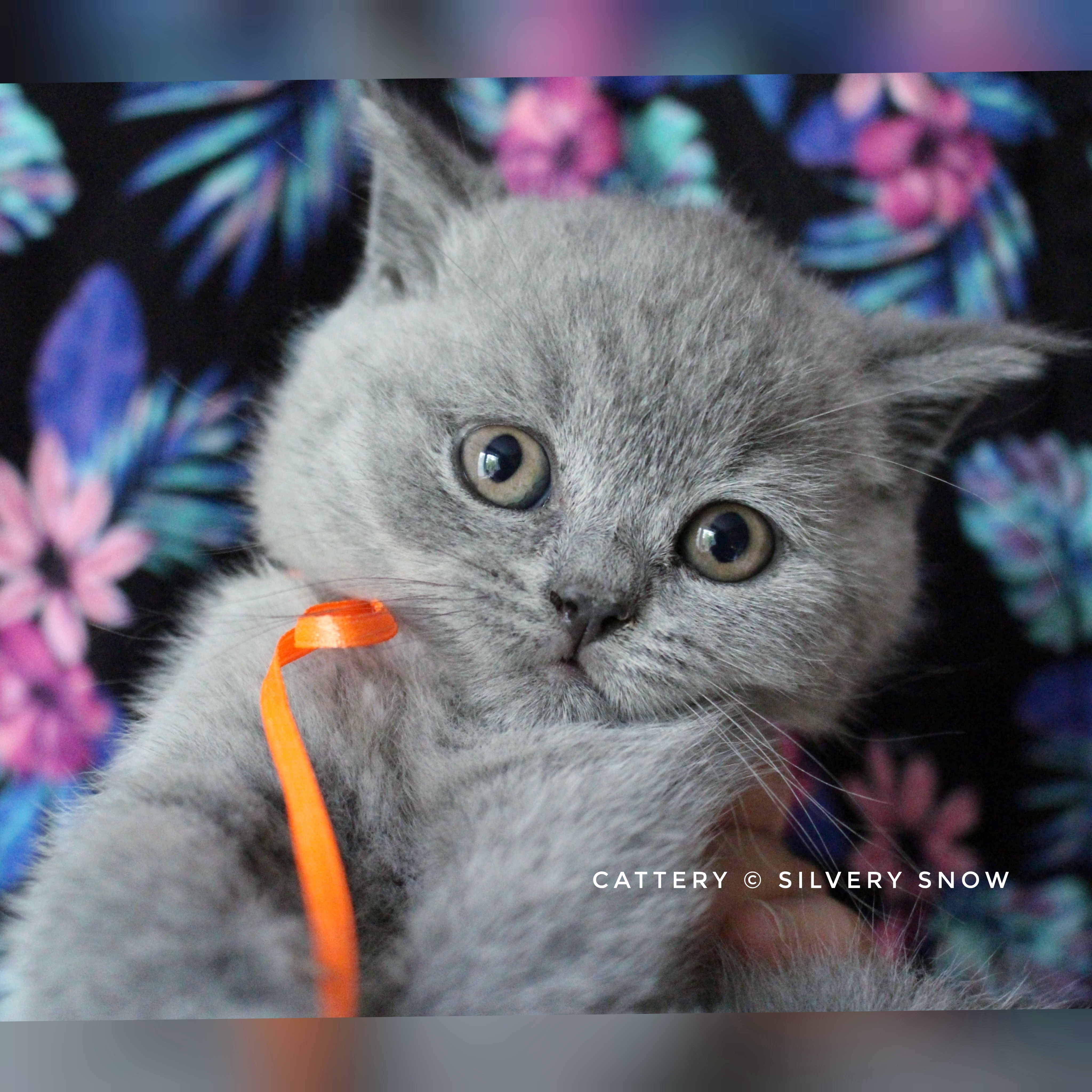 голубая британская кошечка Monica