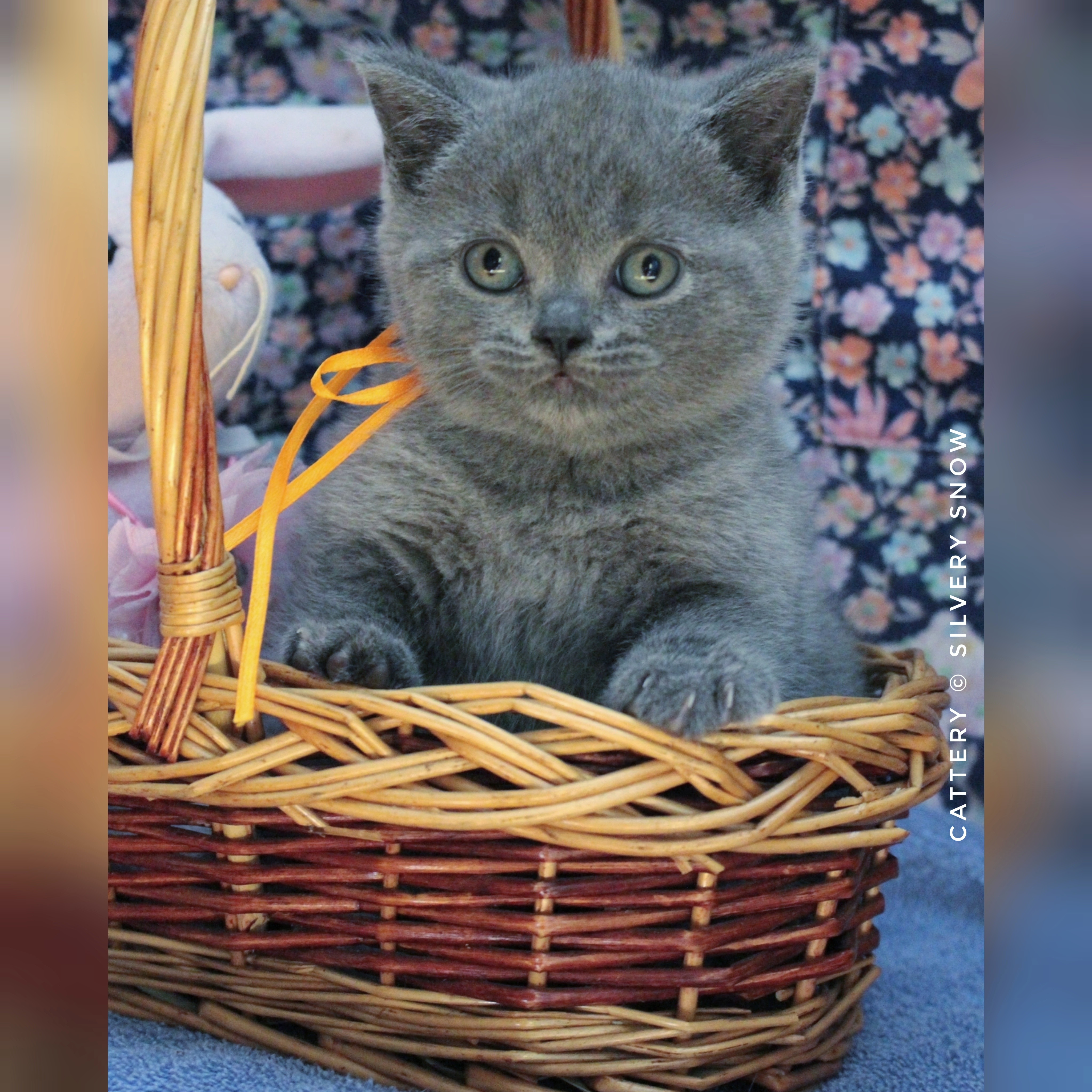 голубая британская кошечка nata