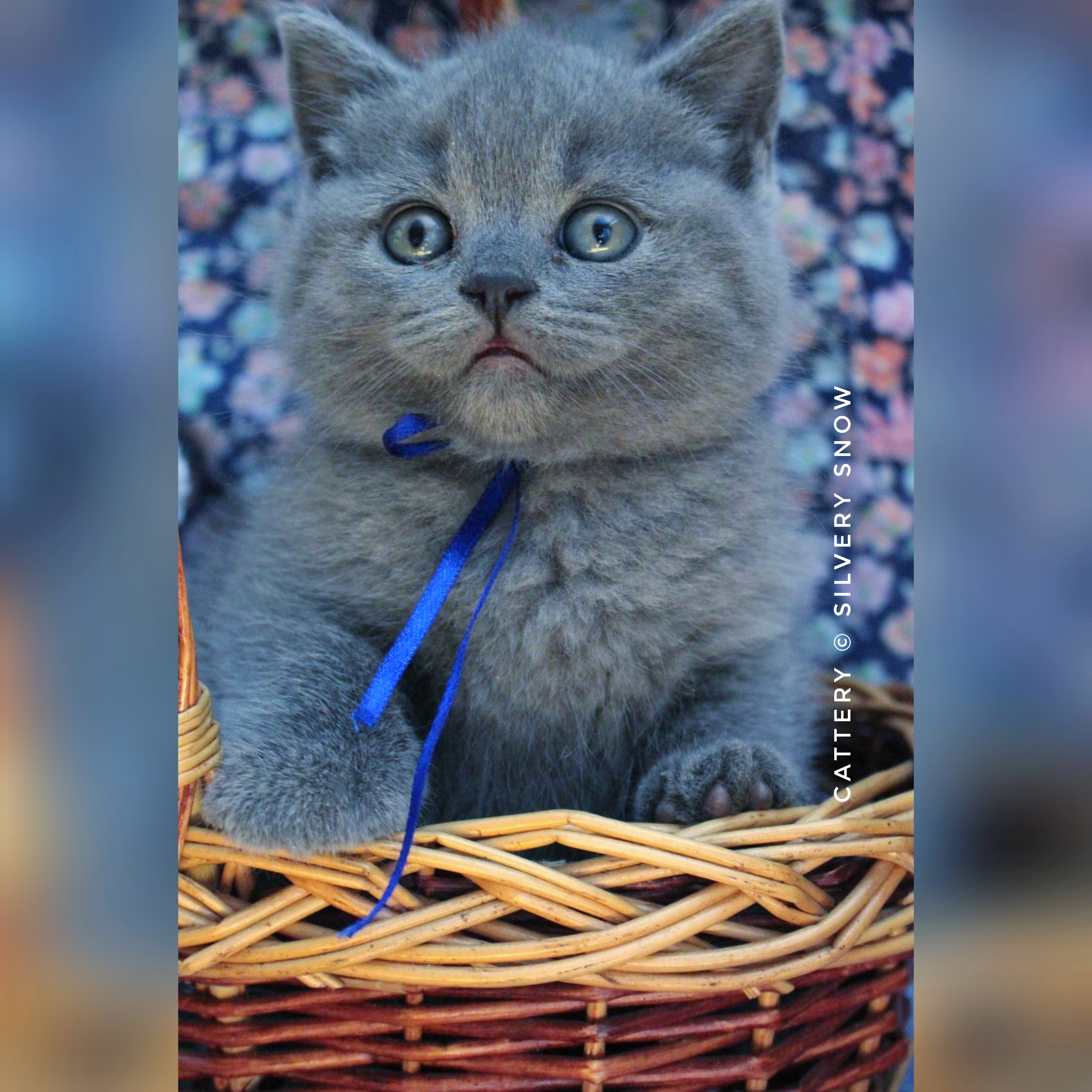 голубой британский котик newton