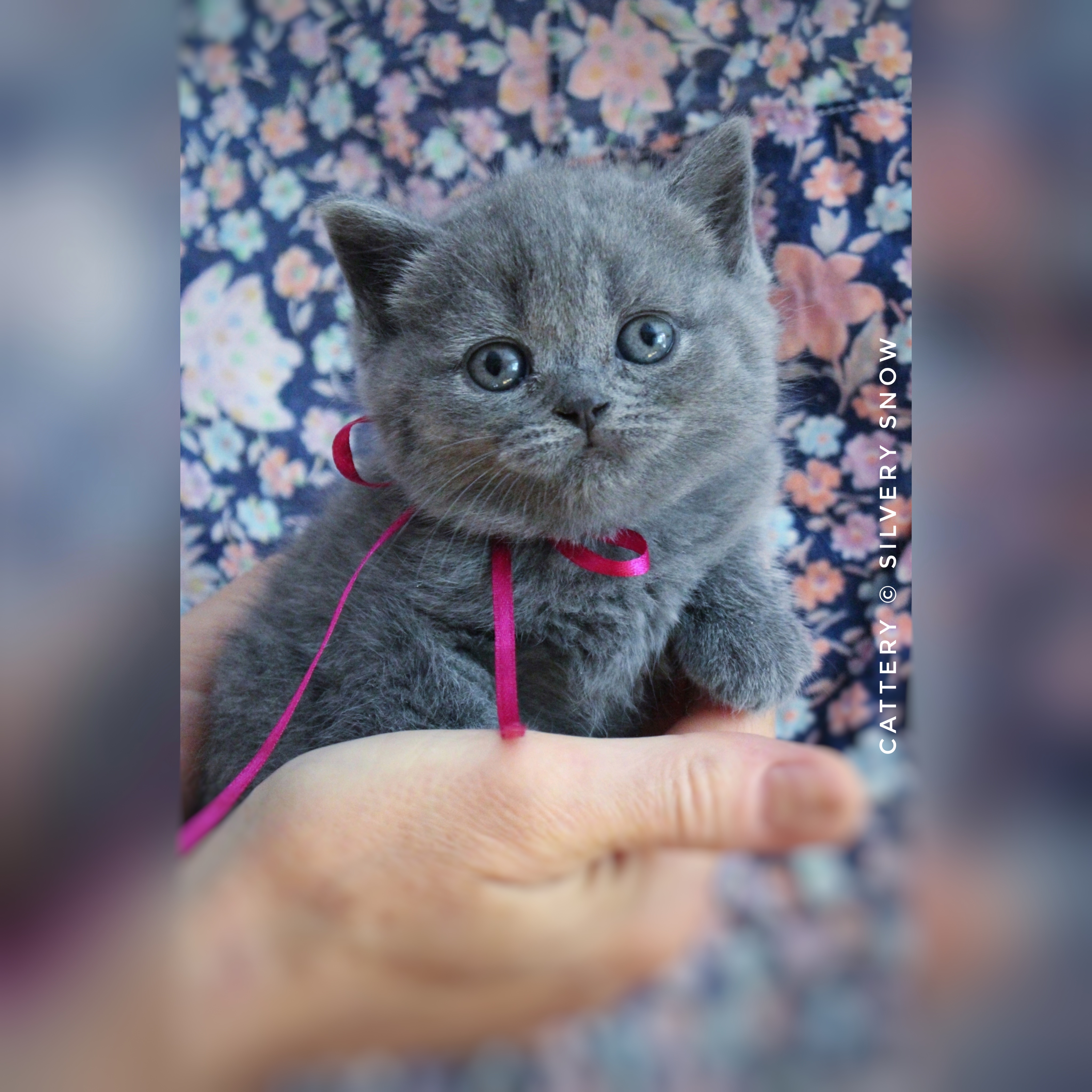 голубая британская кошечка nika