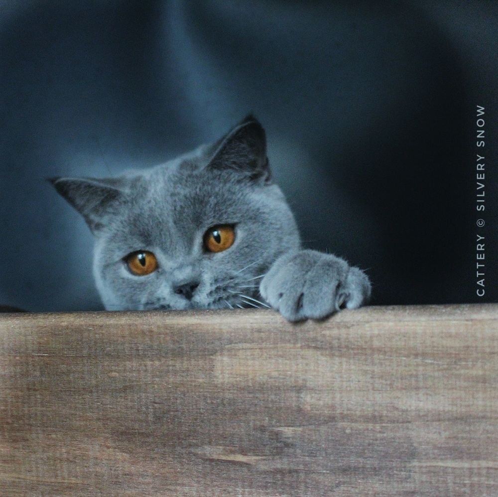 pamella07