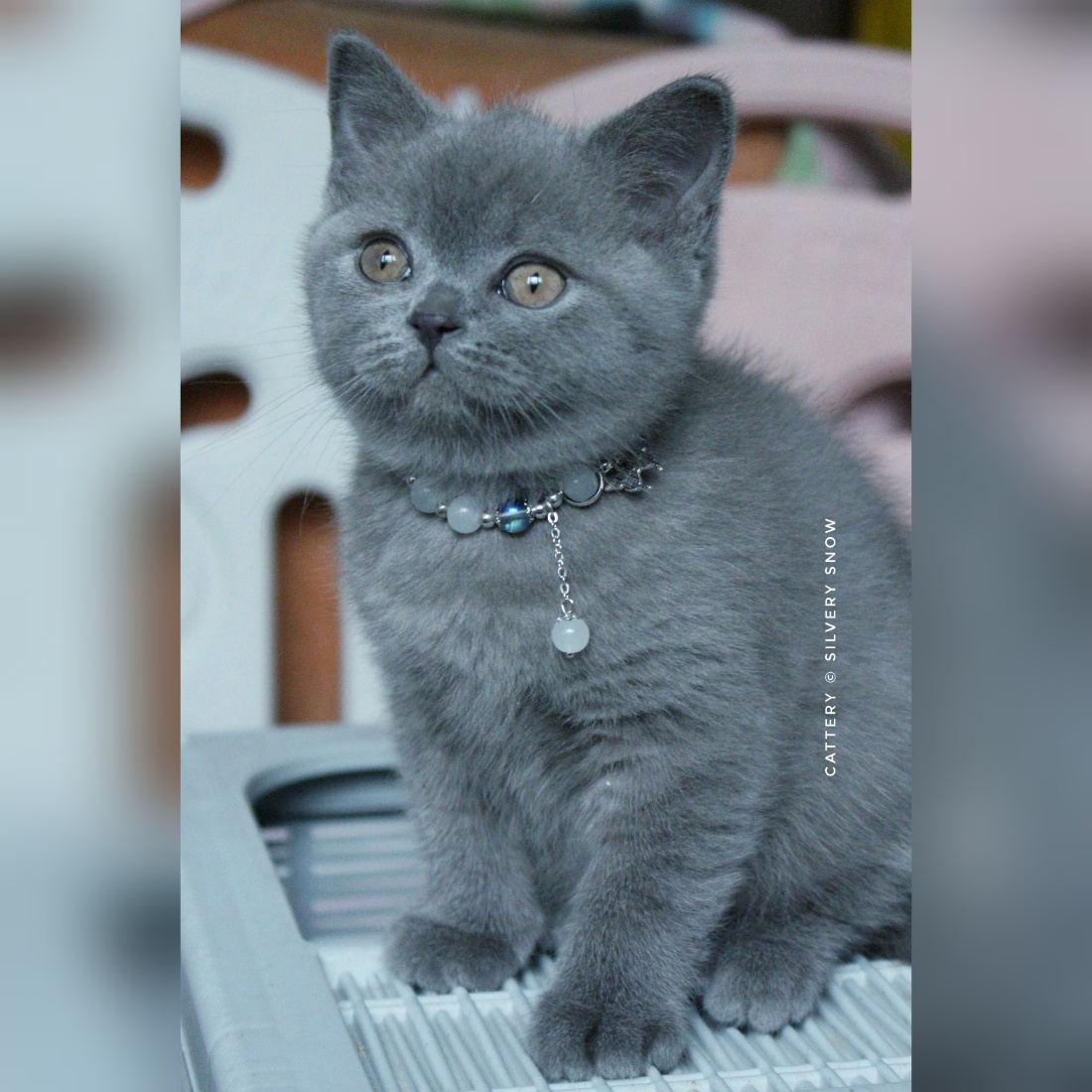 голубой британский котик Plombières 