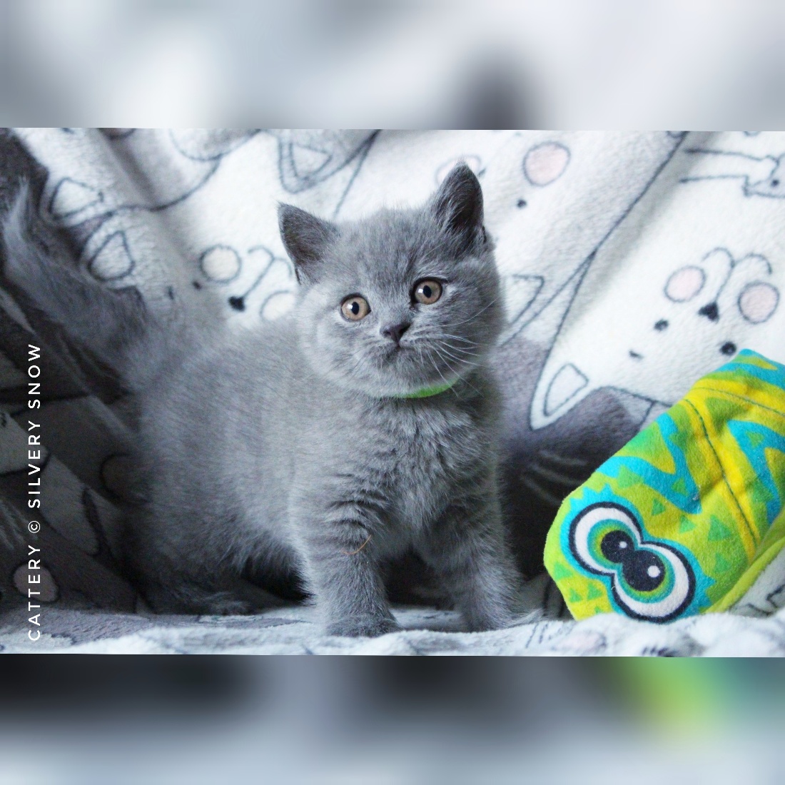 голубой британский котенок Ponchik