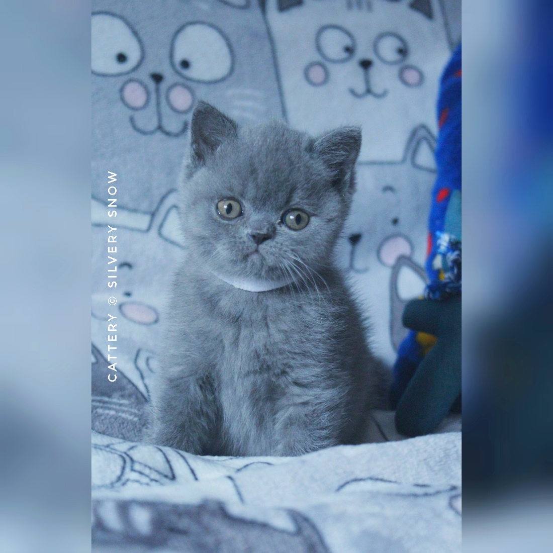голубой британский котик Pouding