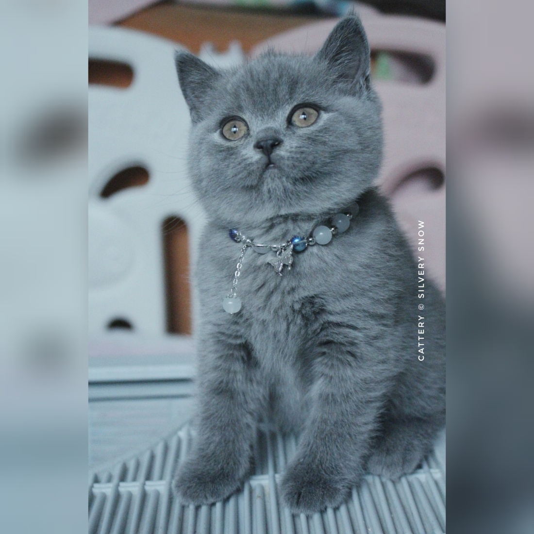 голубой британский котик Punsh