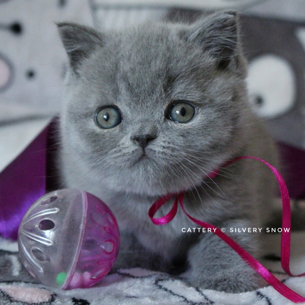 голубой британский котик Rich 