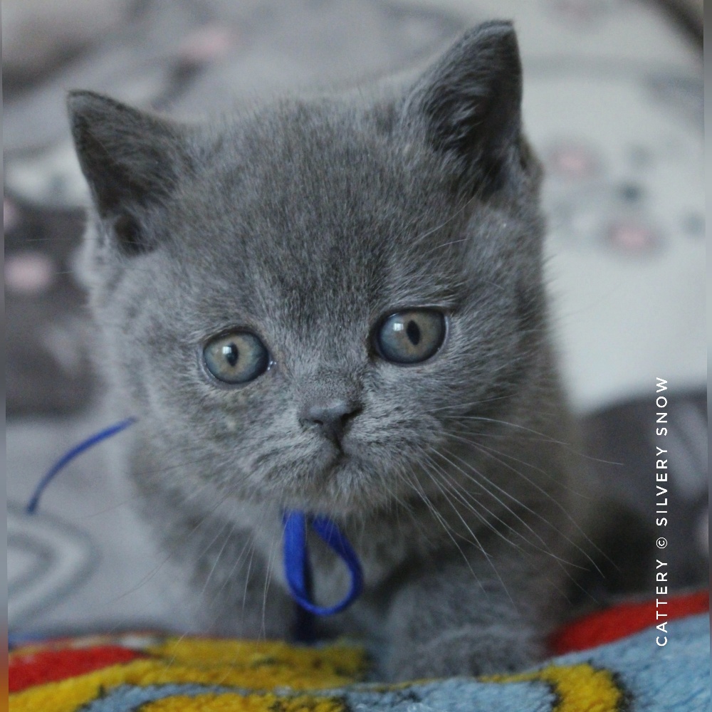 голубой британский котик Romeo