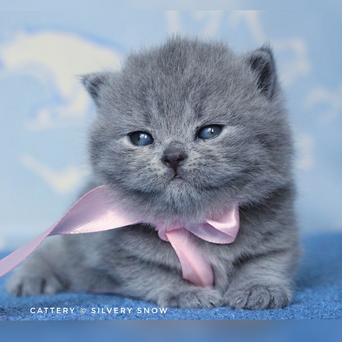 голубая британская кошечка Rosie