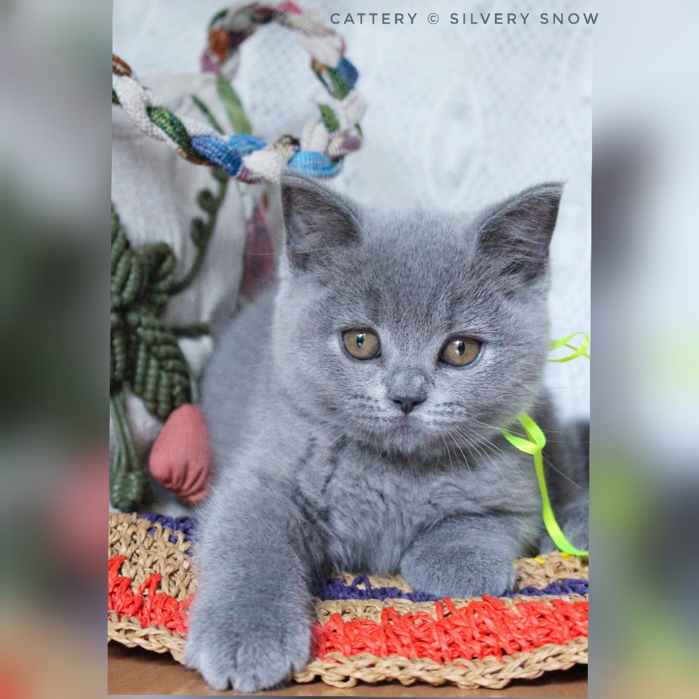 голубая британская кошечка Tania 