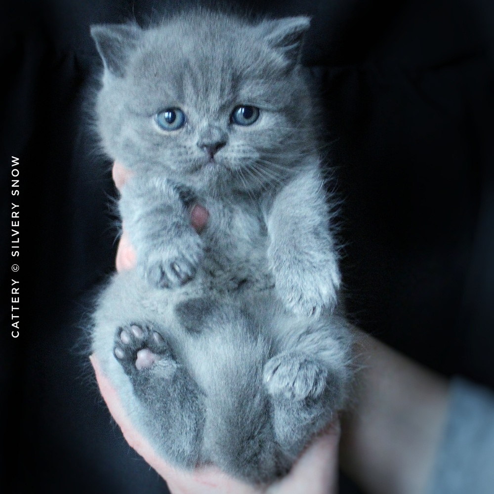 голубой британский котик yuriko