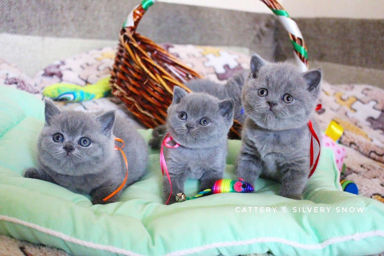 голубые британские котята. кошечки: Ellie, Eva, Emily