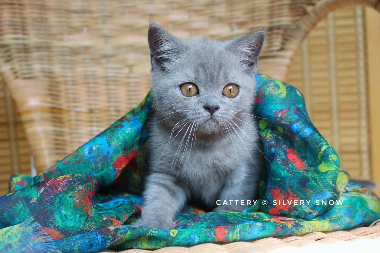 голубая британская кошечка Francesca