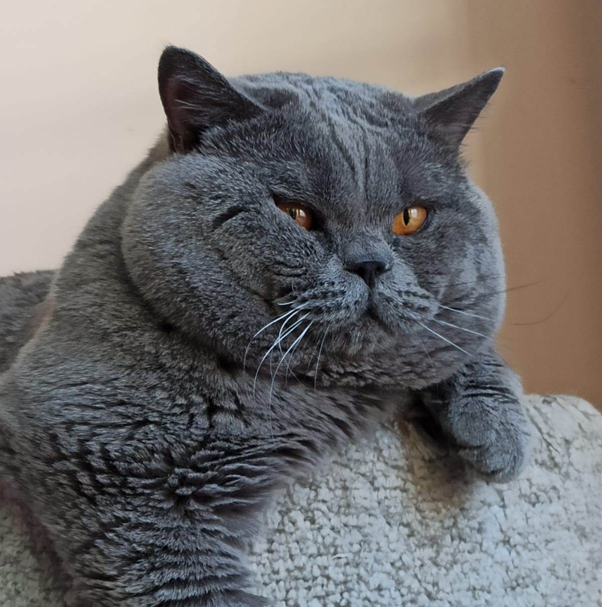 британский голубой кот