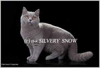 голубая британская кошка  California Silvery Snow