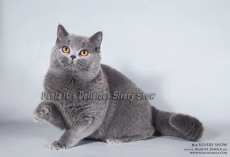 голубая британская кошка Dunia it`s Delicious Silvery Snow