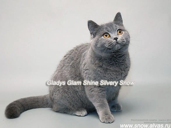 голубая британская кошка Gladys Glam Shine Silvery Snow