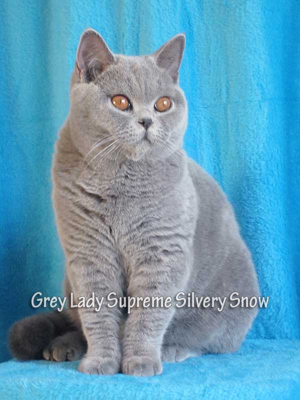 голубая британская кошка Ch. Grey Lady Silvery Snow