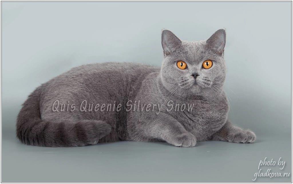 голубая британская кошка Quis Queenie