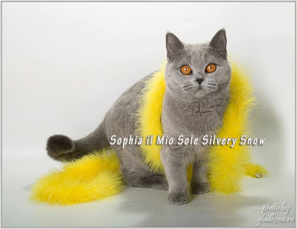 голубая британская кошка Sophia
