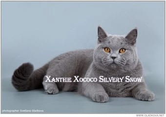 голубая британская кошка Ch. Xanthie Xococo Silvery Snow